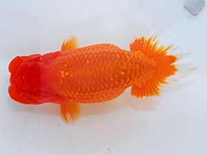 日らん　野見山勢次郎　愛知