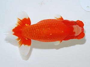 日らん 黒澤義男　茨城