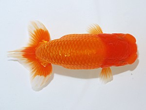 日らん　河本圭司　愛媛