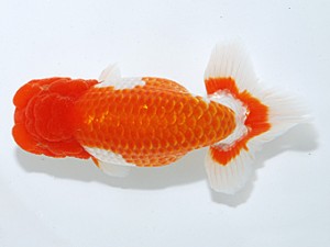 日らん　跡部正和　福岡