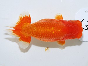 日らん 柏野正彦　岡山