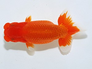 日らん　小山徹志　山梨