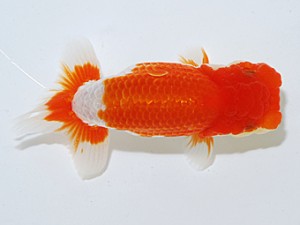 日らん　大熊正人　岡山