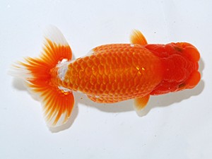 日らん 金子賢太郎　埼玉