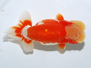 日らん　榊原英樹　愛知