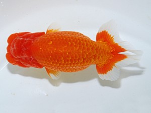 日らん　古川延宏　栃木