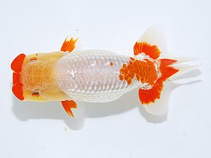 日らん　深見光春　愛知