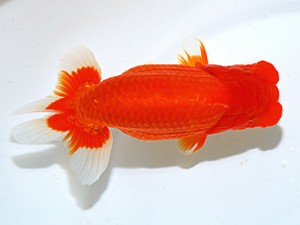 日らん　成田大記　愛媛