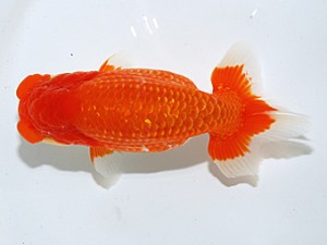 日らん 出川和男　東京