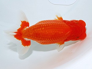 日らん　村上昌弘　愛媛