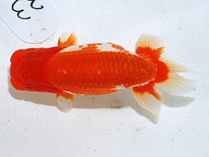 日らん 小澤忠幸　静岡