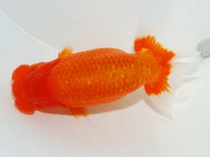 58回日らん　東大関　佐藤英朗　愛媛