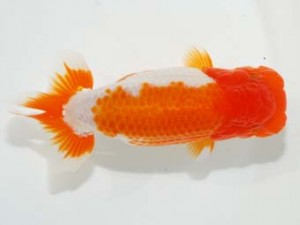 58回日らん 勧進元一　川口守秀　福岡