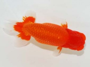 58回日らん 勧進元二　森相　優　埼玉