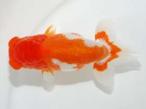 58回日らん 行司一　鷲津寿典　愛知