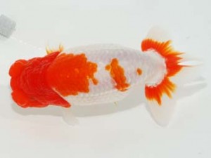 58回日らん 行司二　白石友太朗　東京