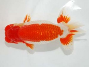 58回日らん 行司三　野口　弘　愛知