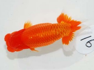 58回日らん 脇行司二　稲葉信泰　愛知