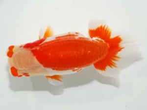 58回日らん　西大関　安藤　寛　静岡