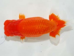 58回日らん　立行司　武下喜一　愛媛