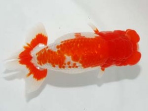 58回日らん　取締一　荻谷冨士夫　茨城