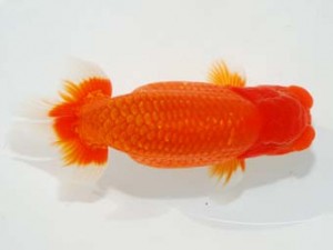 58回日らん　取締二　小澤忠幸　静岡