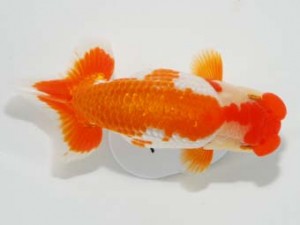 58回日らん 東関脇　深見泰範　愛知