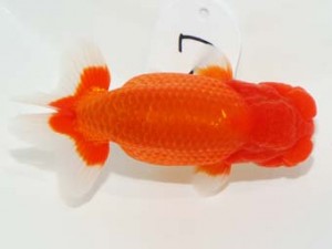 58回日らん 西関脇　広瀬孝信　東京