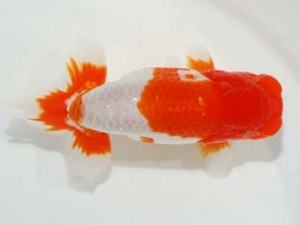 58回日らん 東小結　大河内正行　三重