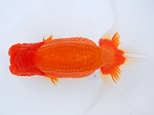 58回日らん　東大関　三田保之　愛知