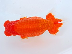 58回日らん 勧進元二　稲葉信泰　愛知