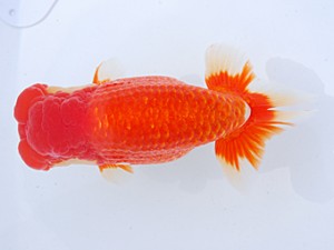 58回日らん 行司一　中村正志　群馬