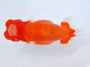 58回日らん 行司三　平山敏明　福岡