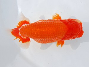 58回日らん 脇行司二　直野高幸　愛媛