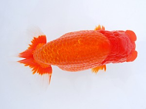 58回日らん　西大関　川村和己　高知