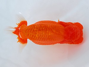 58回日らん　立行司　青木浩一　東京