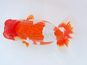 58回日らん　取締一　長谷基宏　愛知