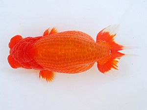 58回日らん　取締二　渡邉祟光　静岡