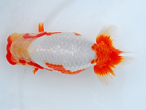 58回日らん 西関脇　西賀一郎　大阪