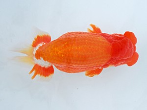 58回日らん 東小結　山田芳人　愛知