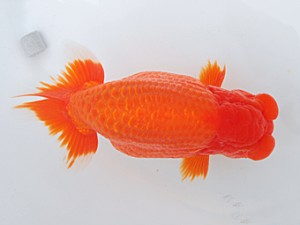 58回日らん 西小結　川村和己　高知