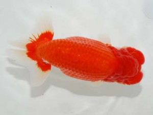 58回日らん　東大関　齋藤一成　東京