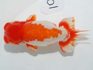 58回日らん　勧進元一　大久保義彰　千葉