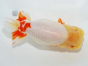 58回日らん　勧進元二　笹井史治　広島