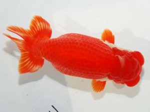 58回日らん 行司一　坂牧直哉　新潟