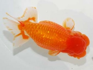 58回日らん 行司二　篠　孝利　東京