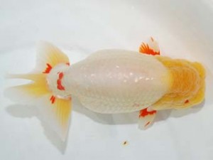 58回日らん 行司三　秋月秀夫　愛媛