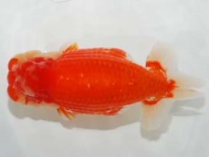 58回日らん 脇行司一　立松大介　愛知