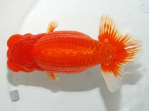 58回日らん 脇行司二　伊藤高宏　愛知