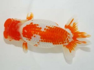 58回日らん　西大関　林　万貴　三重